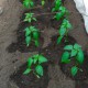 Выращивание перцев в открытом грунте